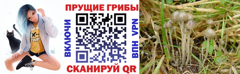 Галлюциногенные грибы Magic Shrooms  Новозыбков 